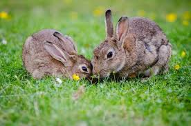 rabbits are herbivorous