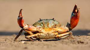 crabs are not amphibians
