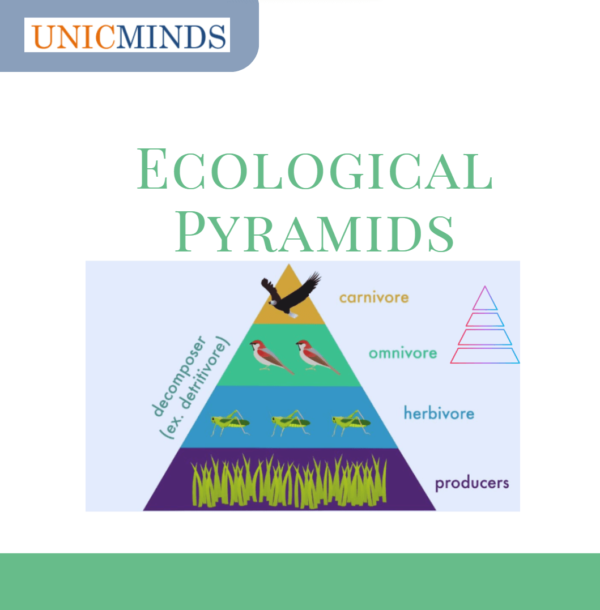 What Are Trophic Levels & Ecological Pyramids? - UnicMinds